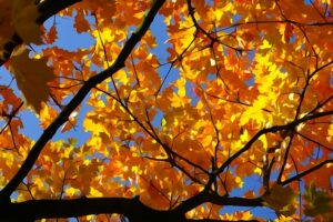 Useful Fire Safety Tips for the Fall